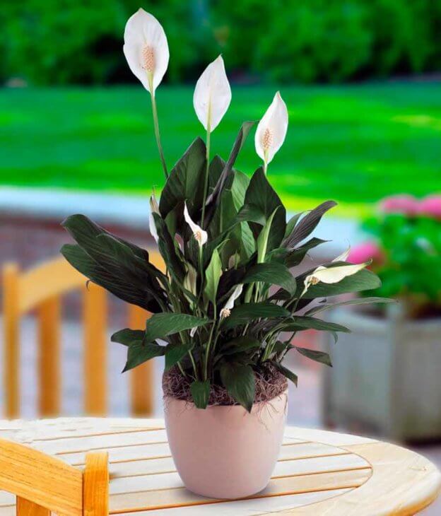 Лат. Spathiphyllum