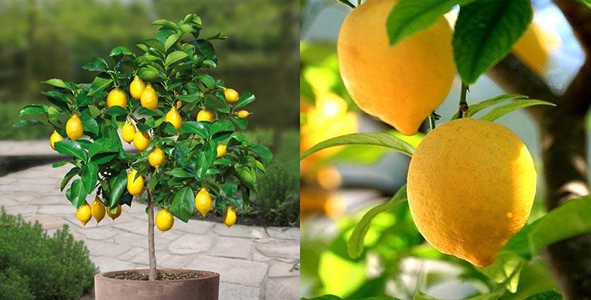 Вырастить лимон в домашних условиях с плодами. Лимон дерево. Лимон Мейера. Лимон дерево дома. Комнатный лимон.