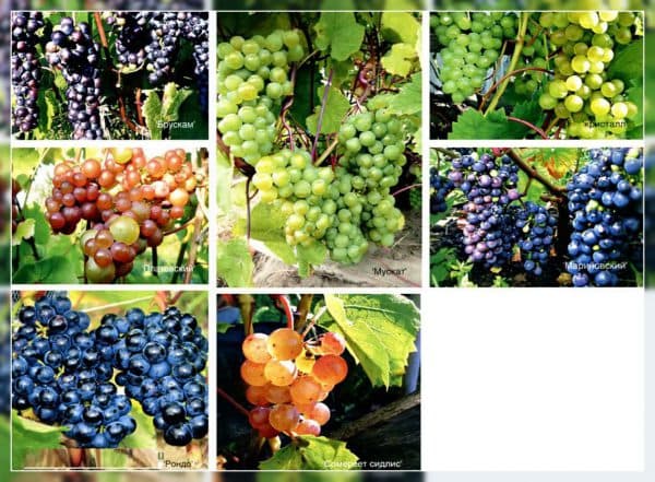виноградарство (раздел)