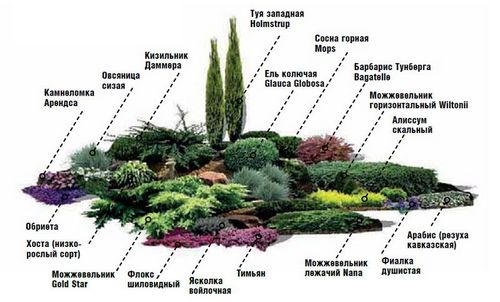 Как создать альпийскую горку с водоемом. Правила оформления альпийской горки с прудом. Узнайте!