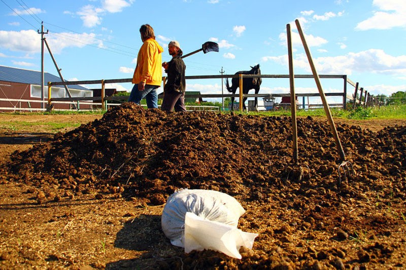 «Использование конского навоза как удобрение» фото - content manure 800x533