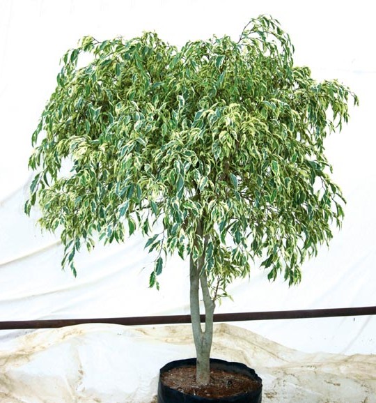 ficus08