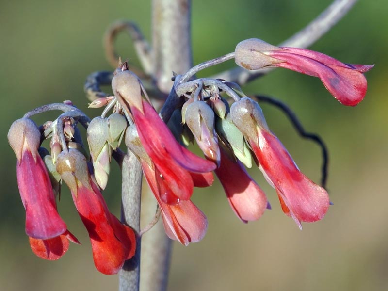 Photo Kalanchoe daigremontiana / Фото Каланхоэ Дегремона / Фото Каланхое Дегремона