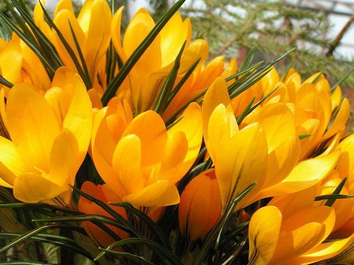 crocus05