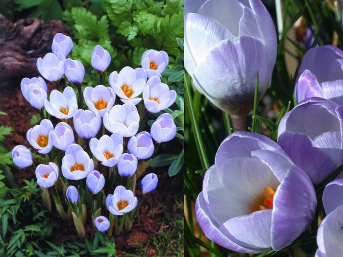 crocus08