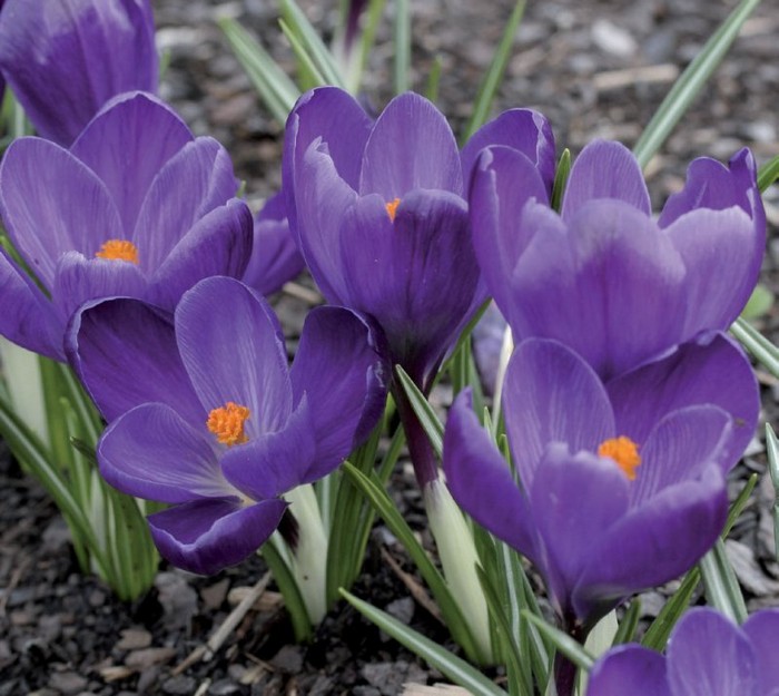 crocus13