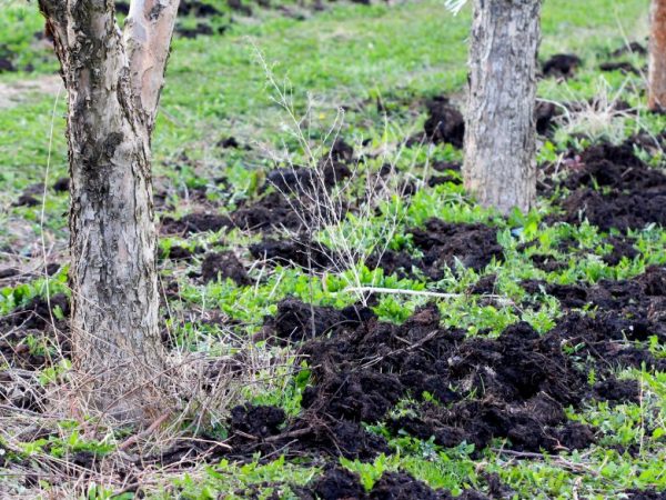 Плодовые деревья подкармливают пометом весной и осенью