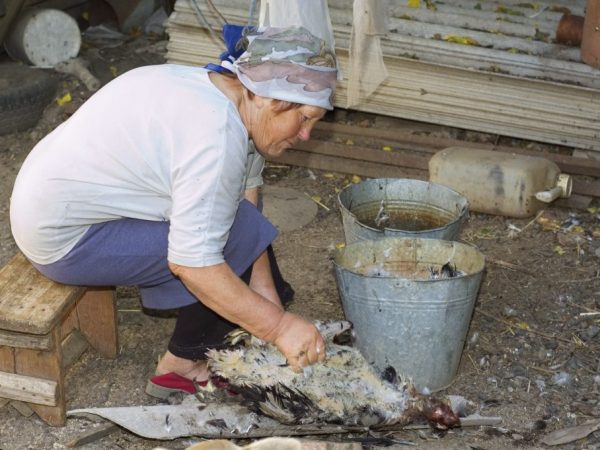 Выщипывать перья нужно начинать с груди, затем удалить на спине и плечах. Последними очищаются от перьев крылья и хвост