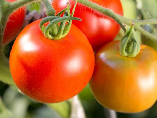 Выращивание томата Джина ТСТ
