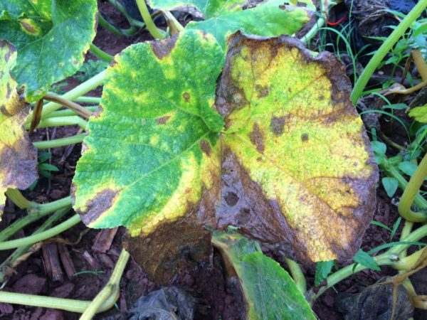Причины пожелтения и усыхания листьев на тыкве