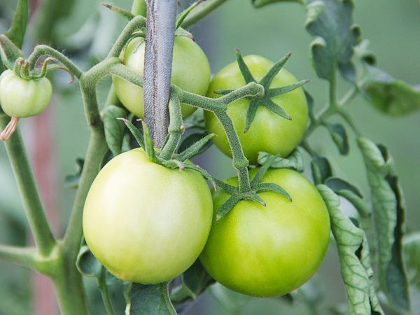 Сортовые особенности томата Бонсай