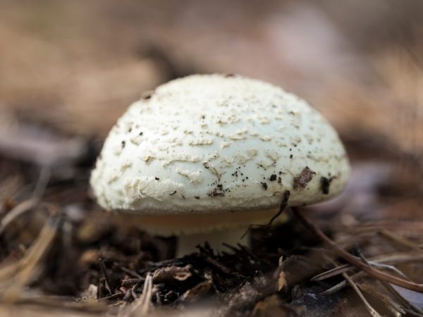 С грядки можно снять до семи слоев грибов