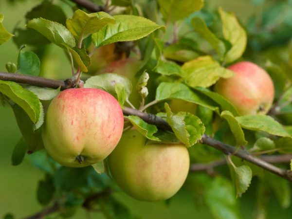 Красивые и вкусные яблочки