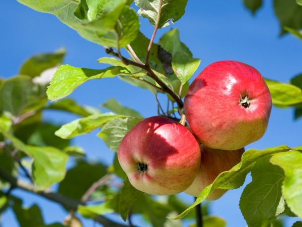 Сладкие сорта яблок — обзор разновидностей