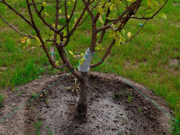 Подвой для яблони — какими они бывают и как вырастить