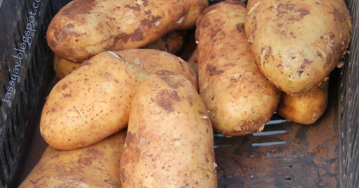 Картофель сорта великан отзывы. Семенной картофель великан. Картофель великан суперэлита. Сорт картофеля великан. Картофель семенной сорт Югана.