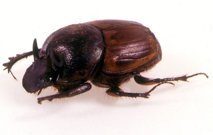 Onthophagus gazella