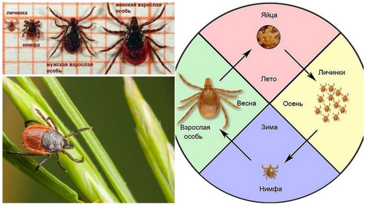 Цикл развития (размножения) клещей