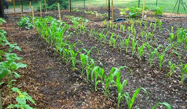 Посадить кукурузу