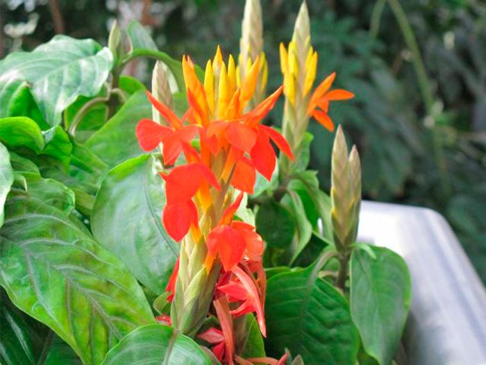 Афеландра золотистая (Aphelandra aurantiaca), или оранжевая