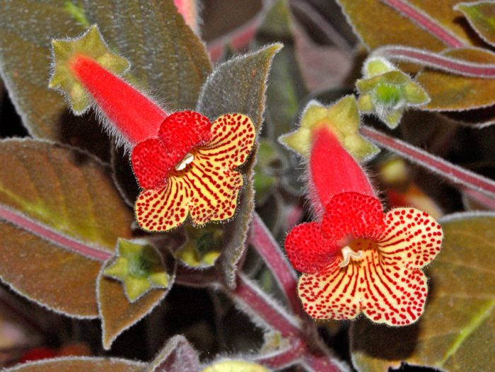 Колерия боготская (Kohleria bogotensis)