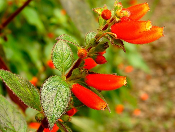 Колерия трубкоцветковая (Kohleria tubiflora)