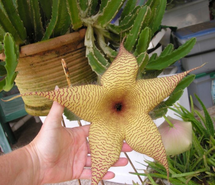 Гигантская стапелия (Stapelia gigantea)