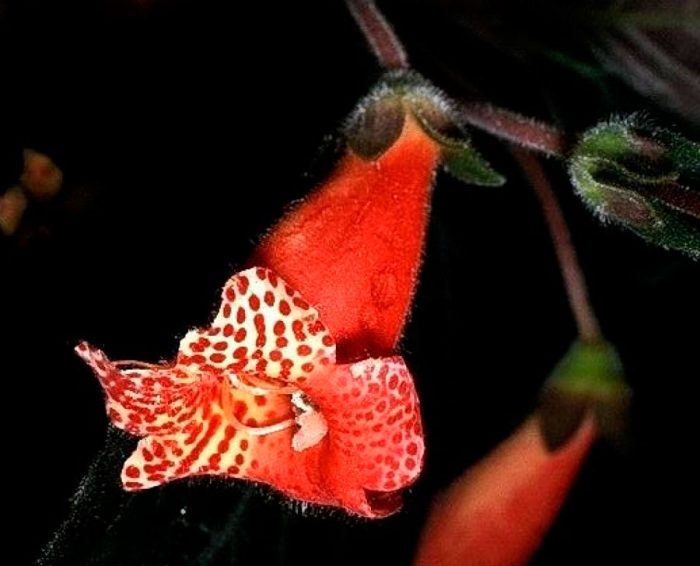 Колерия шерстяная (Kohleria lanata)