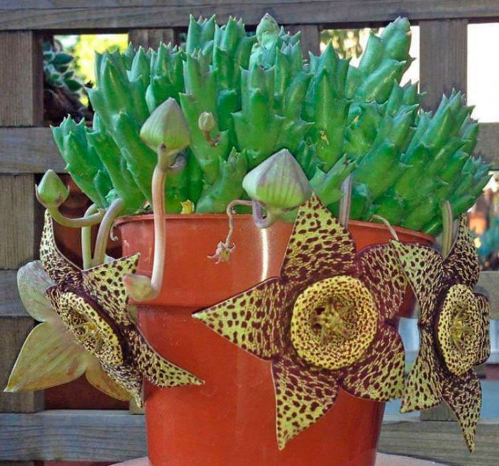 Стапелия пестрая, или варьирующая (Stapelia variegata)