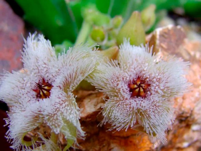 Стапелия железистоцветковая (Stapelia glanduliflora)