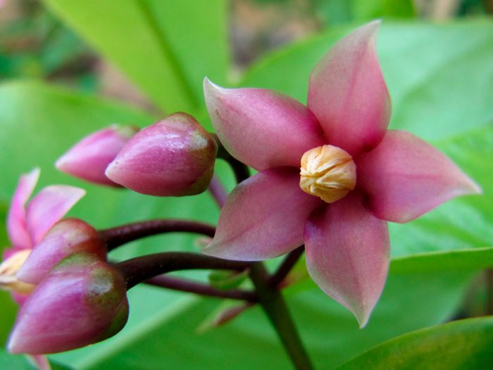 Ардизия соланацея (Ardisia solanacea)