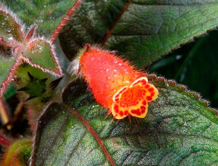 Колерия величественная (Kohleria magnifica)