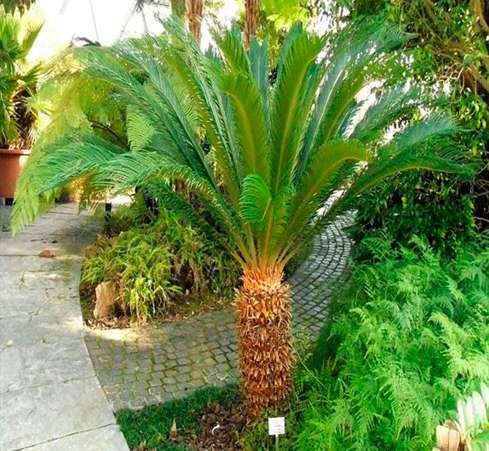 Цикас завитой, или цикас улитковидный (Cycas circinalis = Cycas neocaledonica)