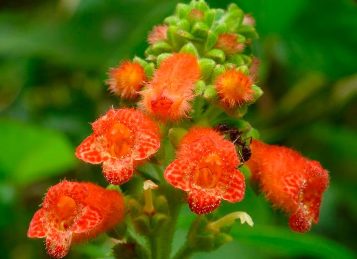 Колерия колосковая (Kohleria spicata)