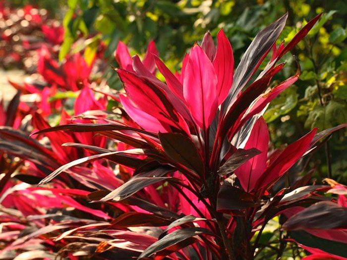 Кордилина красная (Cordyline rubra), либо драцена красная (Dracaena rubra)