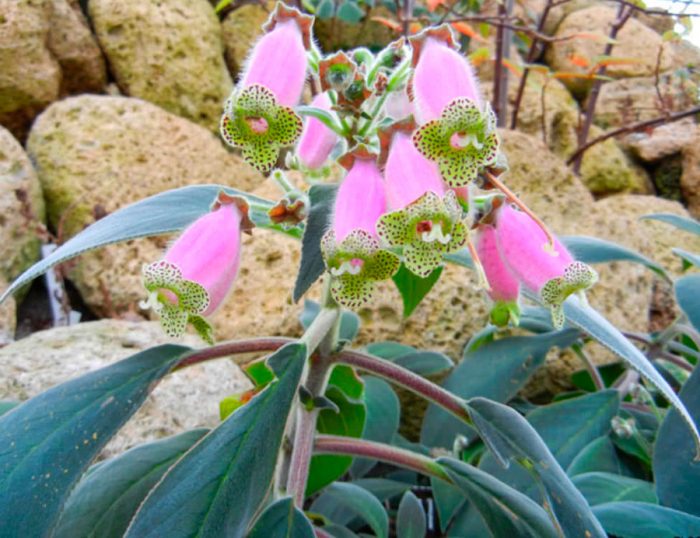 Колерия наперстянкоцветковая (Kohleria digitaliflora)