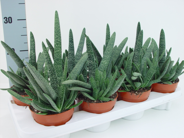 Gasteria verrucosa