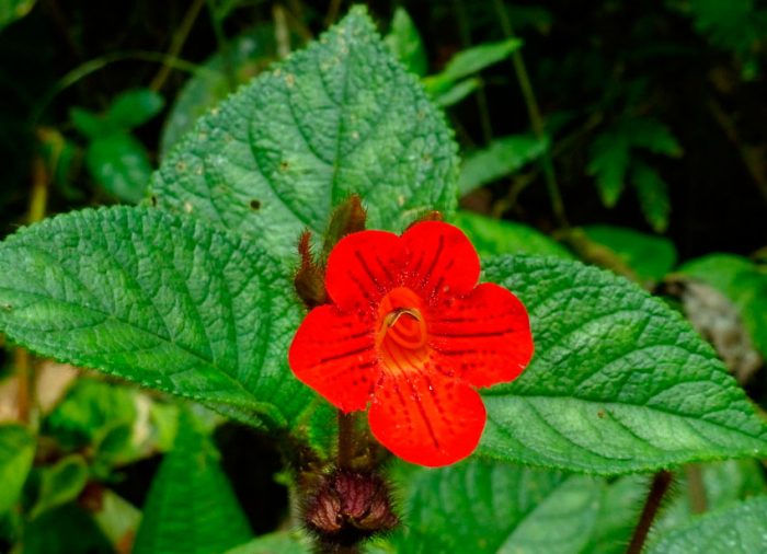 Колерия неровная (Kohleria inaequalis)