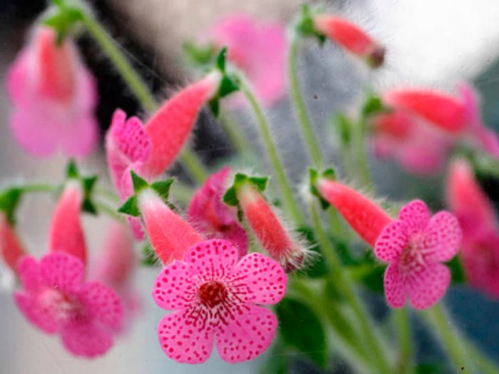 Колерия приятная (Kohleria amabilis)