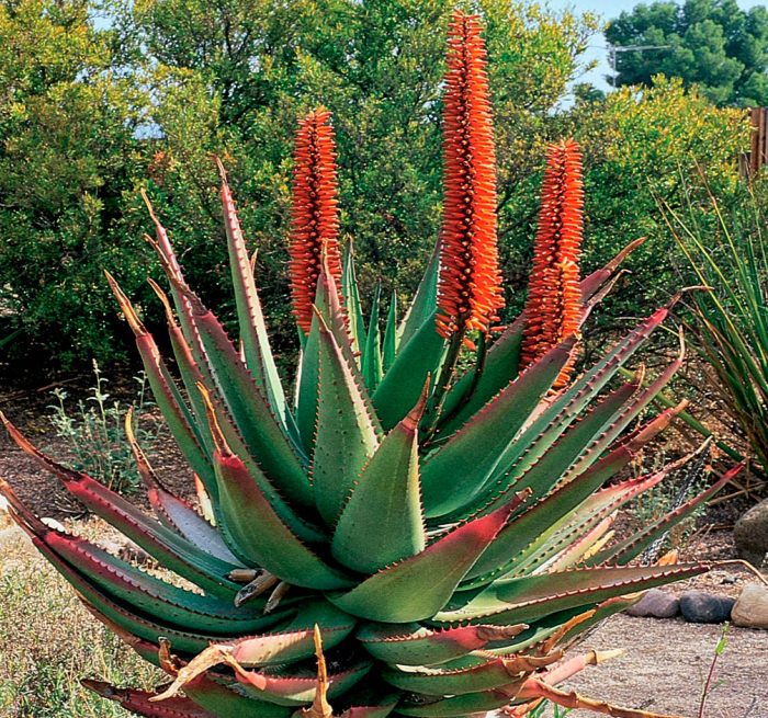 Алоэ ужасное (Aloe ferox)