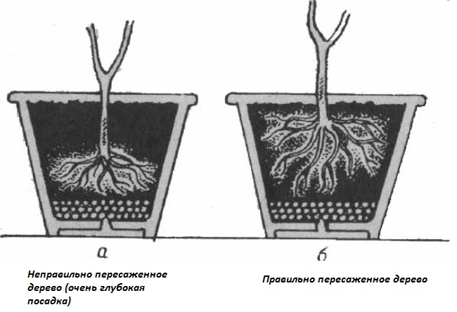 Особенности пересадки