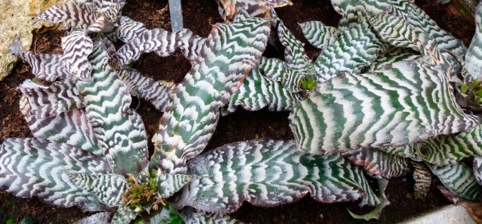 Криптантус поперечно-полосатый (Cryptanthus zonatus)