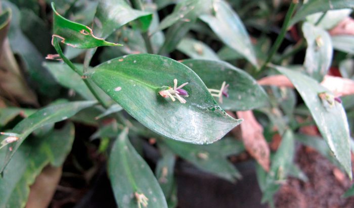 Иглица подъязычная (Ruscus hypoglossum)