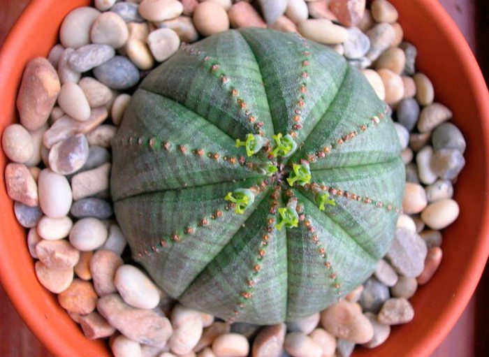 Молочай пухлый либо тучный (Euphorbia obesa)