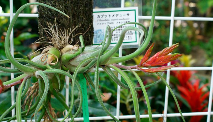 Тилландсия «Голова медузы» (Tillandsia caput-medusae)