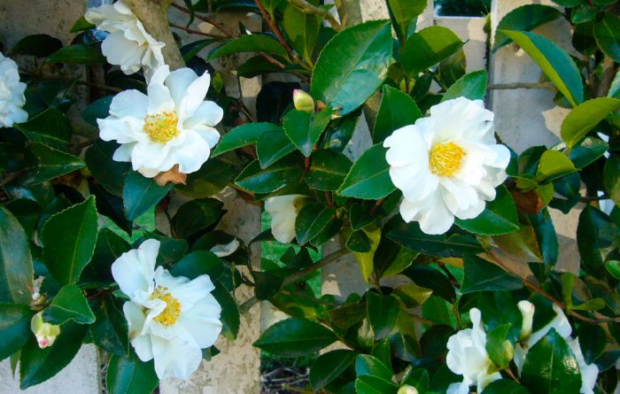 Камелия горная (Camellia sasanqua)