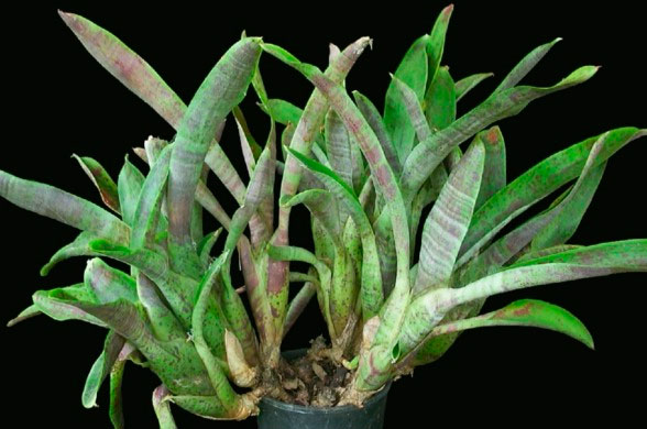 Неорегелия мрачная (Neoregelia tristis)