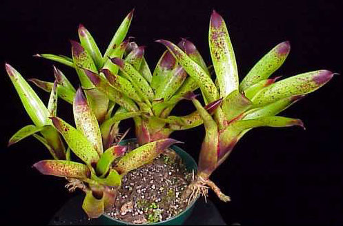 Неорегелия отпрысковая (Neoregelia sarmentosa) 