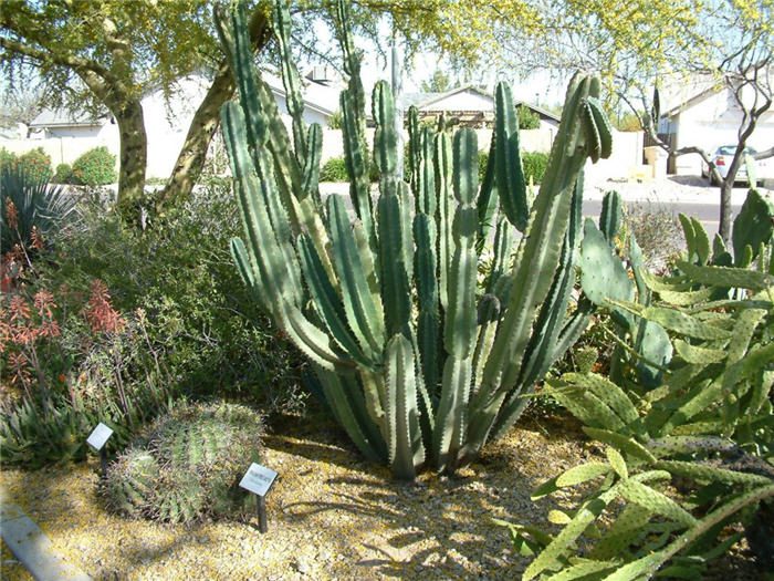 Цереус перуанский (Cereus peruvianus)