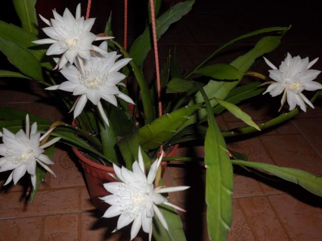 Эпифиллум остролепестный (Epiphyllum oxypetalum)